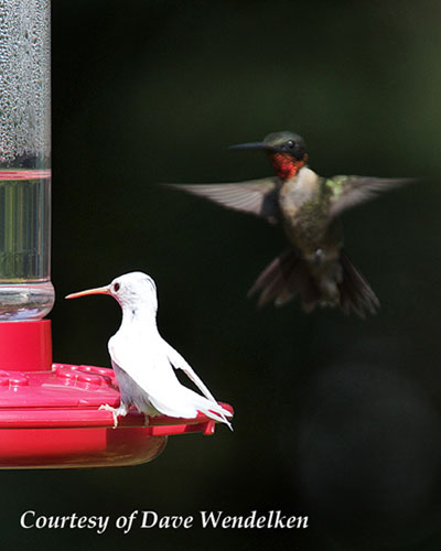 Albino Hummingbird at a Feeder