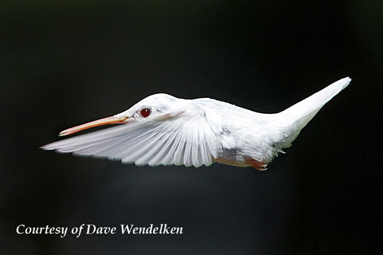 Albino Hummingbird