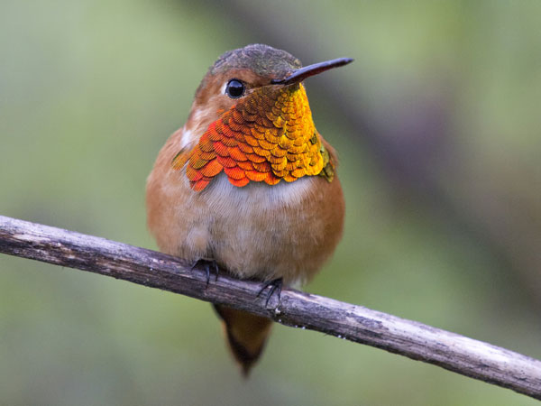 Male Allen's Hummingbird