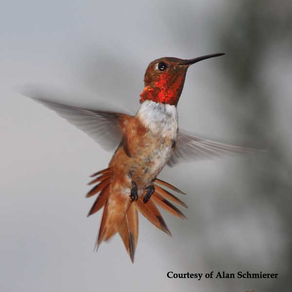 Allen's Hummingbird Male