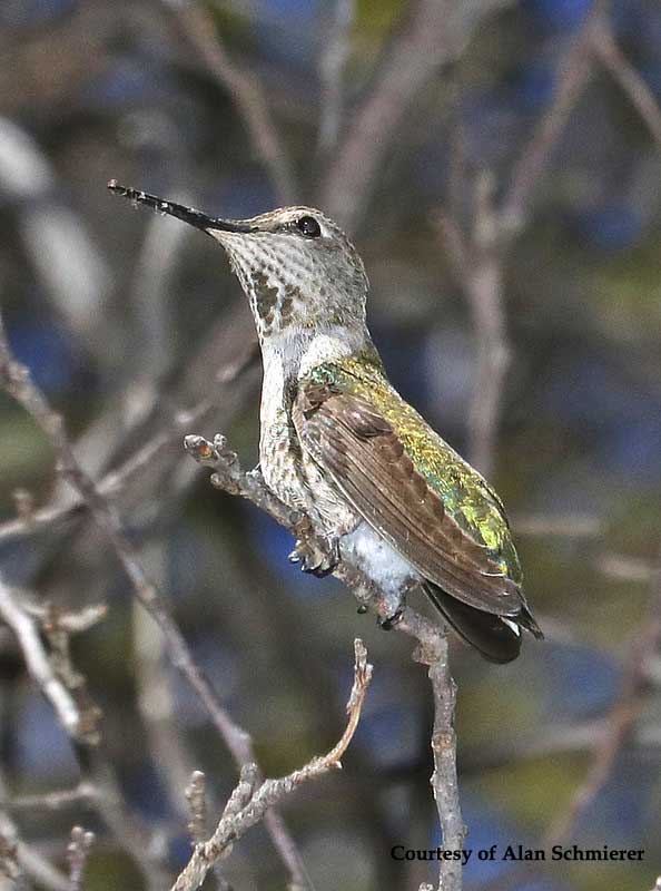 Anna's Hummingbird Female