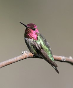 Male Anna's Hummingbird