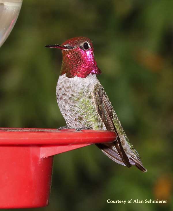 Anna's Hummingbird Male