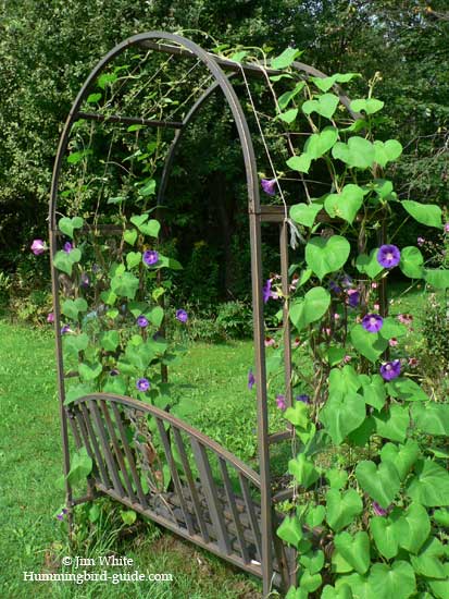 Morning Glories on our perennial garden arbor.