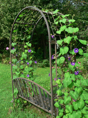 Morning Glories on Our Arbor