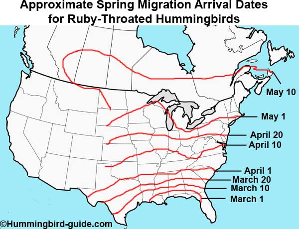 Approximate Spring Migration Arrival Dates Map for Ruby-throated Hummingbirds