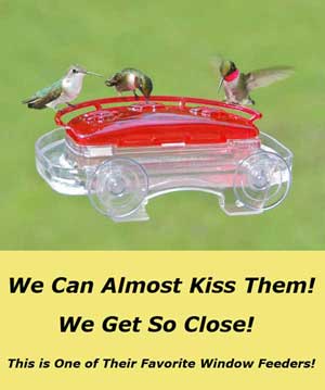 Window Style Hummingbird Feeder