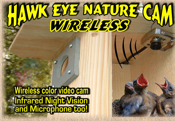 The Hawk Eye Wireless Spy Camera now available in a wireless model! Witness the birth and caring of baby birds live on your TV, PC, Laptop, Tablet or Smartphone!