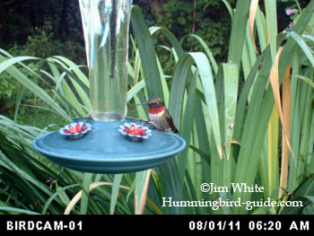 BirdCam photo of a Male Ruby-throated Hummingbird in our flower garden.