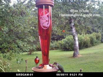 Hummer at the Ruby Etched Glass Feeder