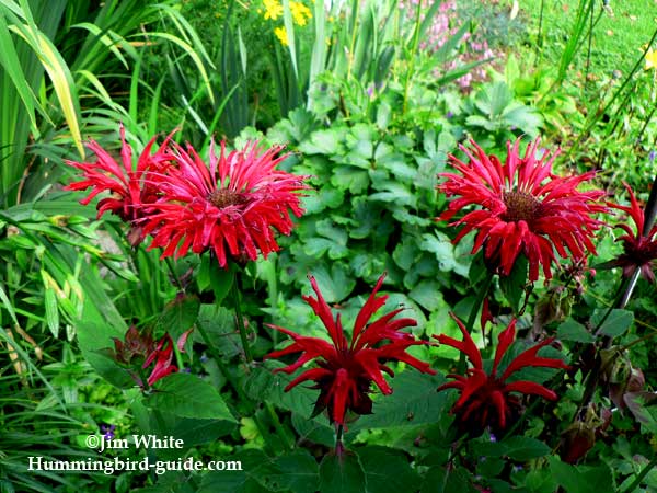 Red Bee Balm for Attracting Hummingbirds