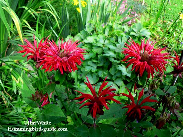 Bee Balm in our hummingbird perennial garden.