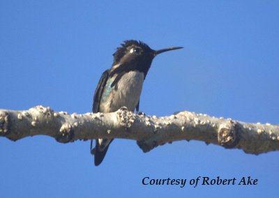 Bee Hummingbird