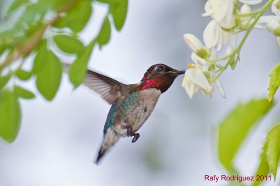 Male Bee Hummingbird