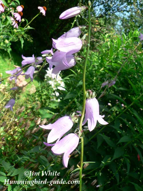 Bell Flower in our Hummingbird Flower Garden