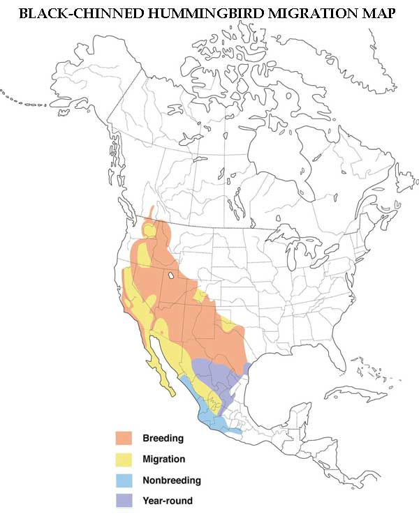 Black-chinned Hummingbird Migration Map
