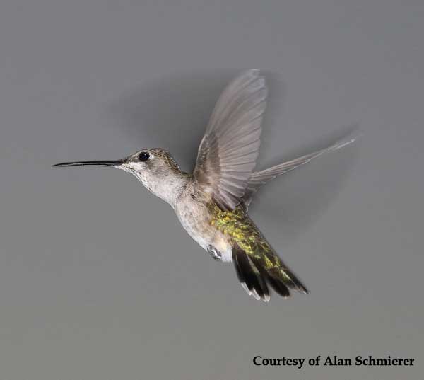 Black-chinned Hummingbird Female