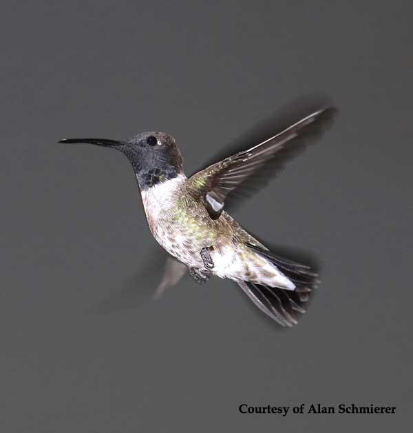 Black-chinned Hummingbird Male
