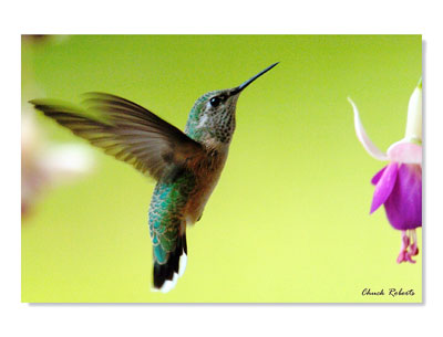 Broad-tailed Hummingbird - Female