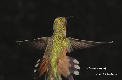 Tail of a Broad-tailed Hummingbird