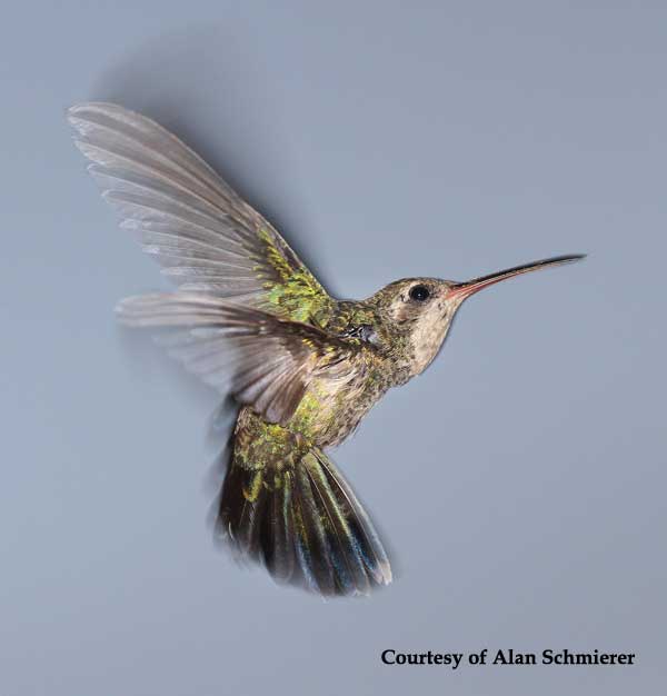 Broad-tailed Hummingbird Female