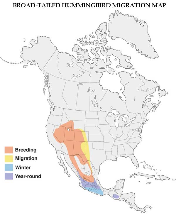 Broad-tailed Hummingbird Migration Map
