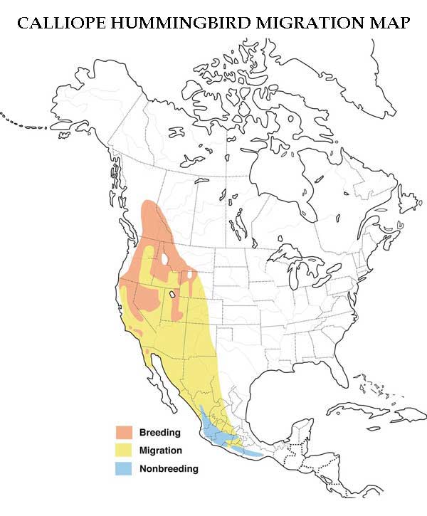 Calliope Hummingbird Migration Map