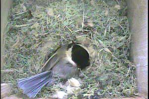 Streaming Live Bird Cam of Chickadee Nest