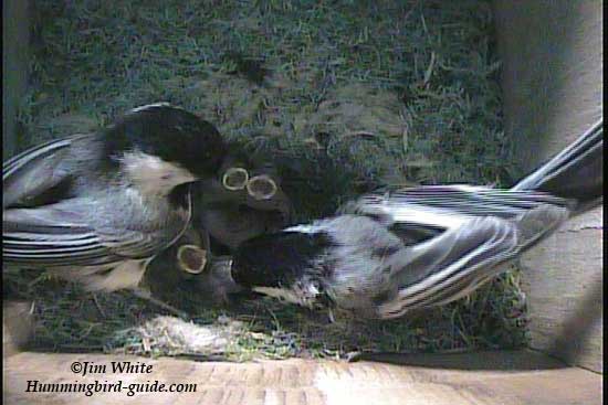 Male and Female Chickadee feeding the brood.