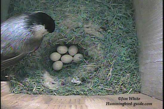 Female Chickadee in Nest Box with her 6 eggs