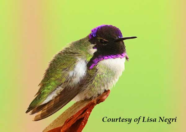 A Male Costa's Hummingbird