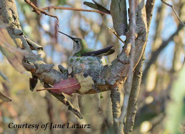 Costa's Hummingbird Nest