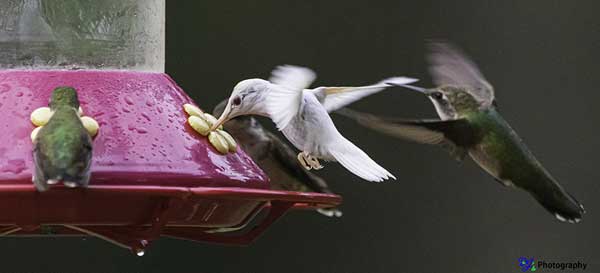 Albino Ruby-throated Hummingbird sharing a hummingbird feeder