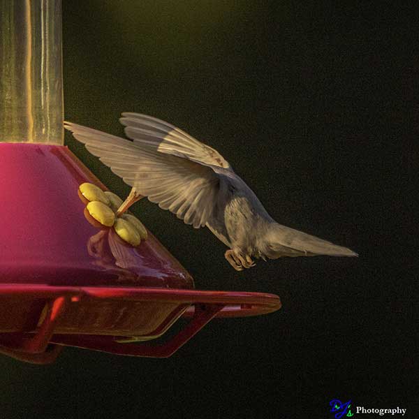 Albino Ruby-throated Hummingbird in the early morning hours.