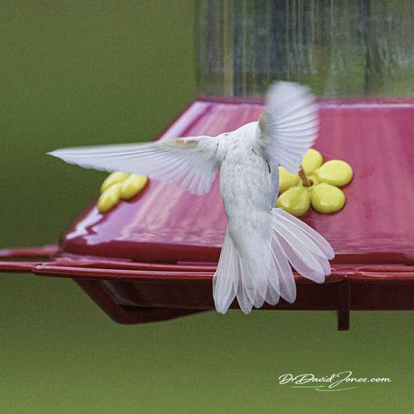 Albino Ruby-throated Hummingbird