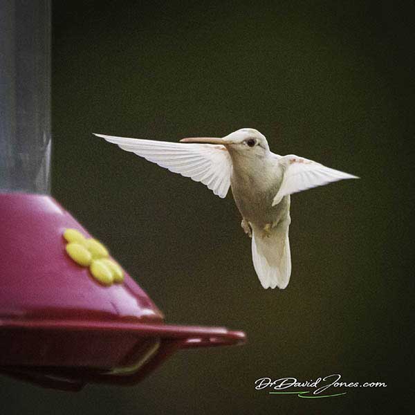 Albino Ruby-throated Hummingbird