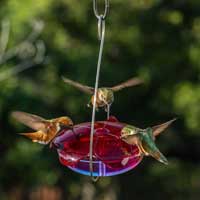 Droll Yankees Lavender Dish Hanging Hummingbird Feeder