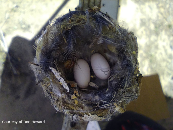 Two hummingbird eggs in a nest.