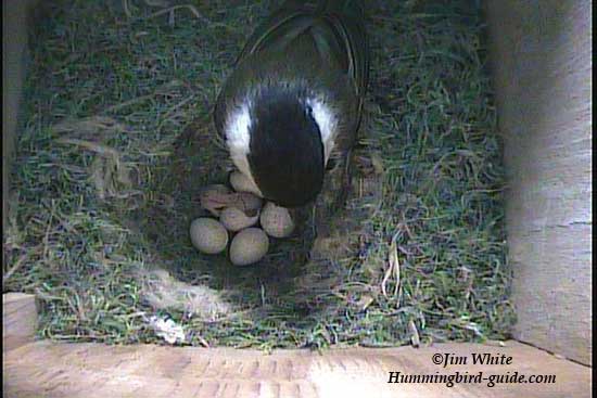 Chickadee with the first chick hatched