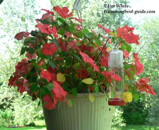 Hummingbird flower garden flower basket with a planter hummingbird feeder.