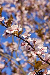 Apple Blossoms