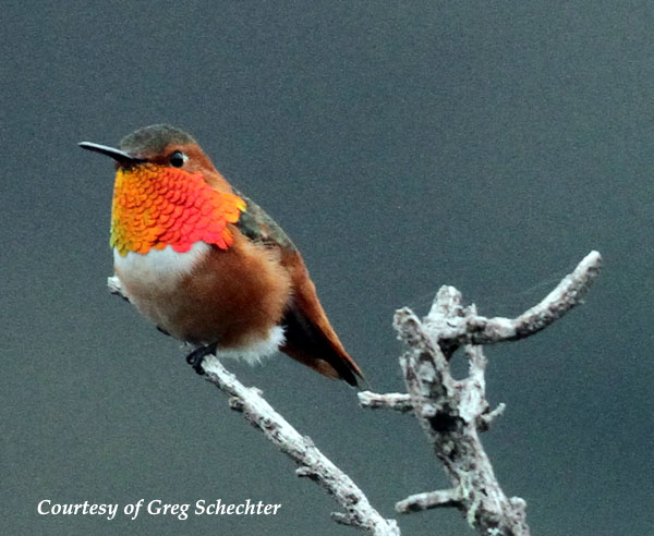 Male Allen's Hummingbird