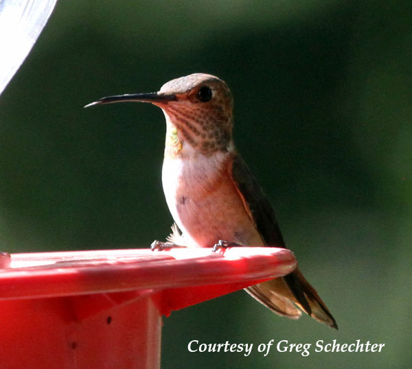 Female Allen's Hummingbird