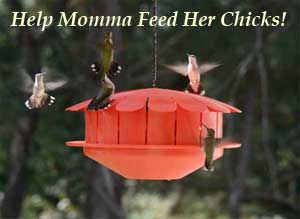 Unique Style Hummingbird Feeder