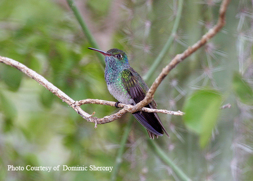 Honduran Emerald Hummingbird