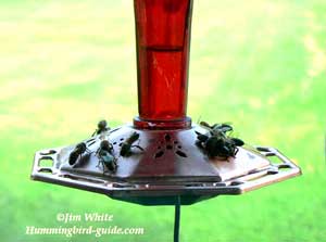 Bees on a Hummingbird Feeder