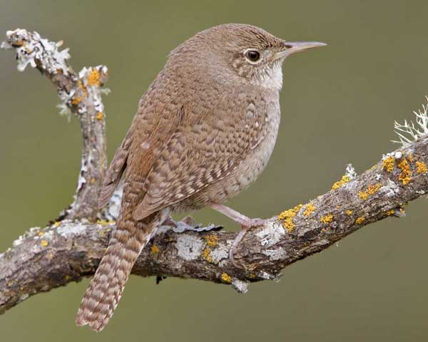 House Wren