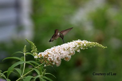 Hummingbird at a Butterfly bush.