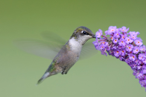 Hummingbird at Flower