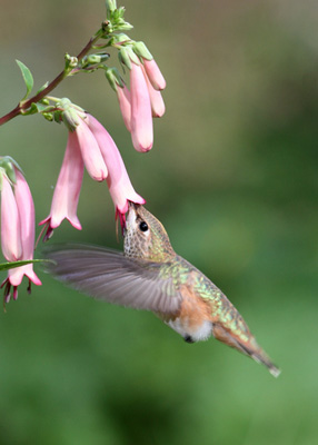 Hummingbird at Cape Fuchsia